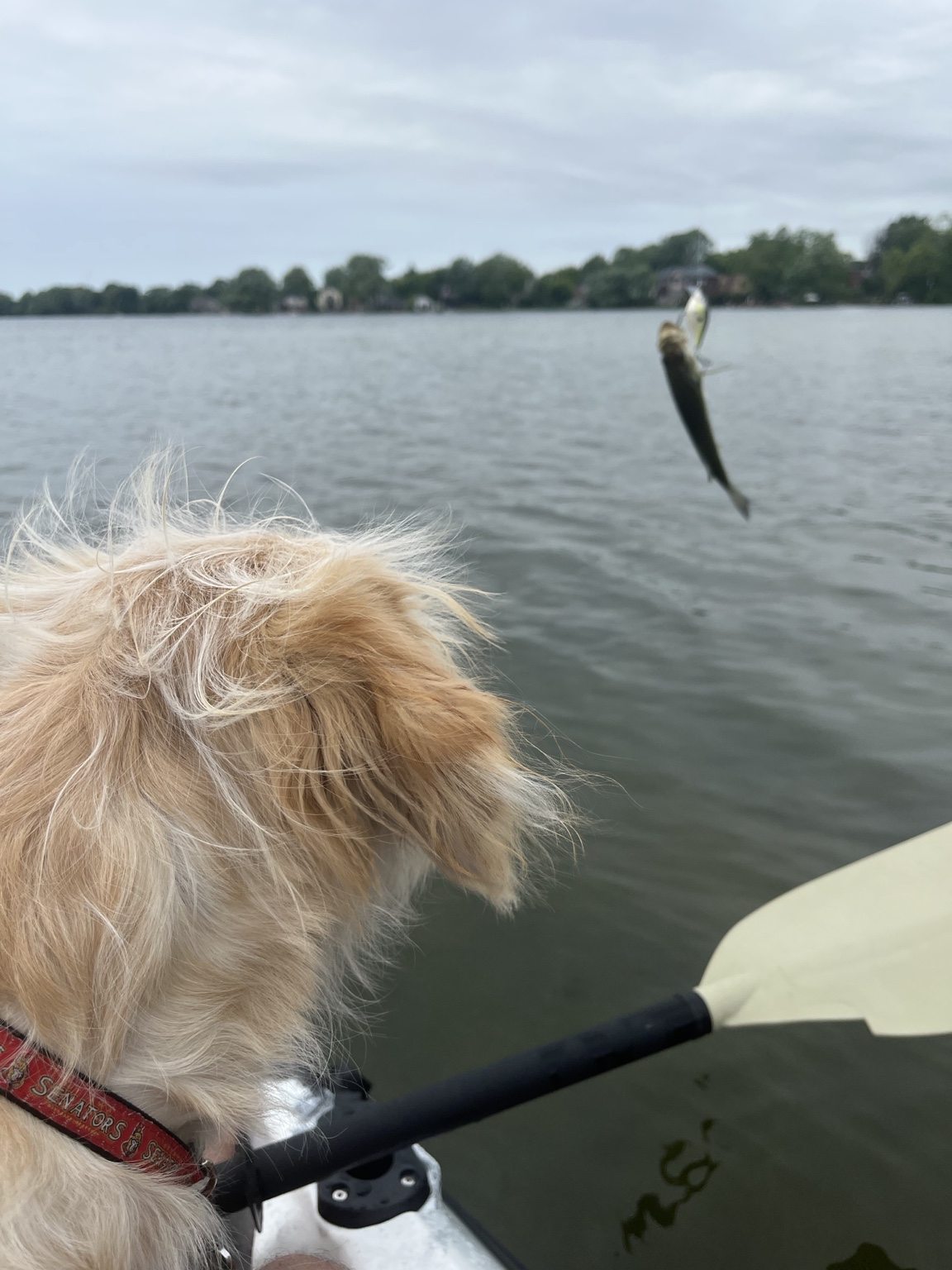 Hairold looking out over the water