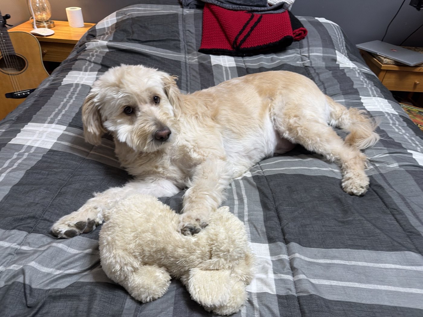 Hairold resting beside his puppy comfort toy