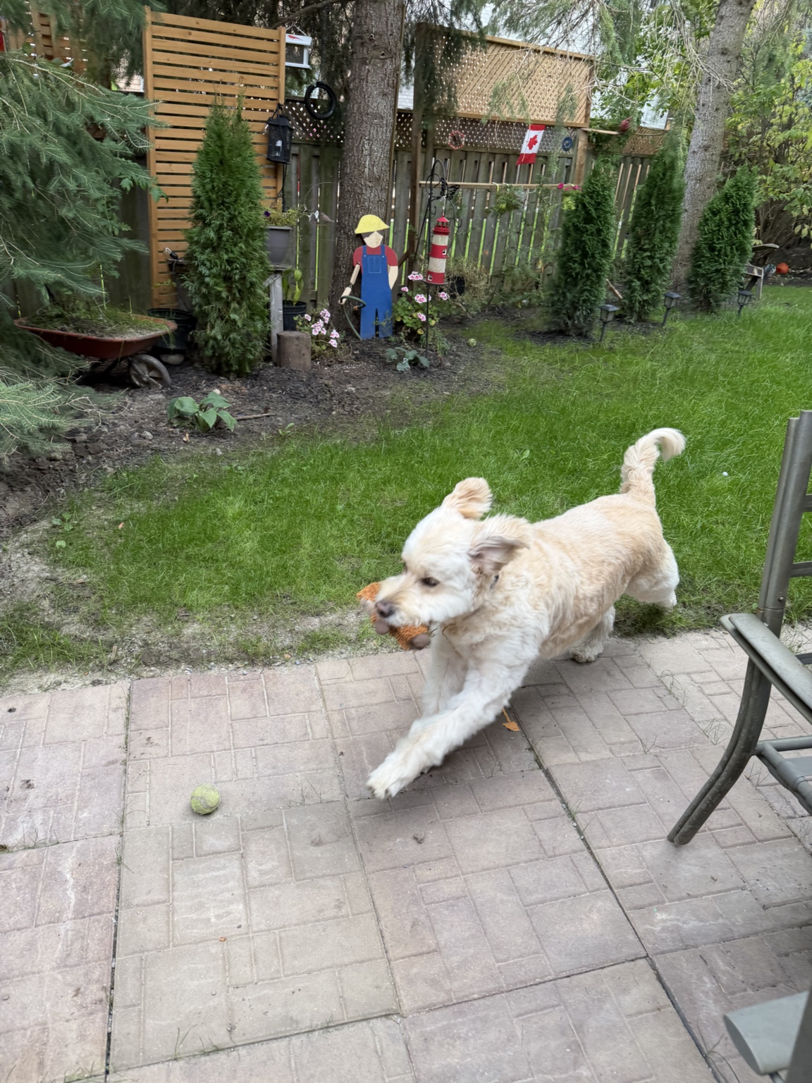 Hairold running outdoors with a toy