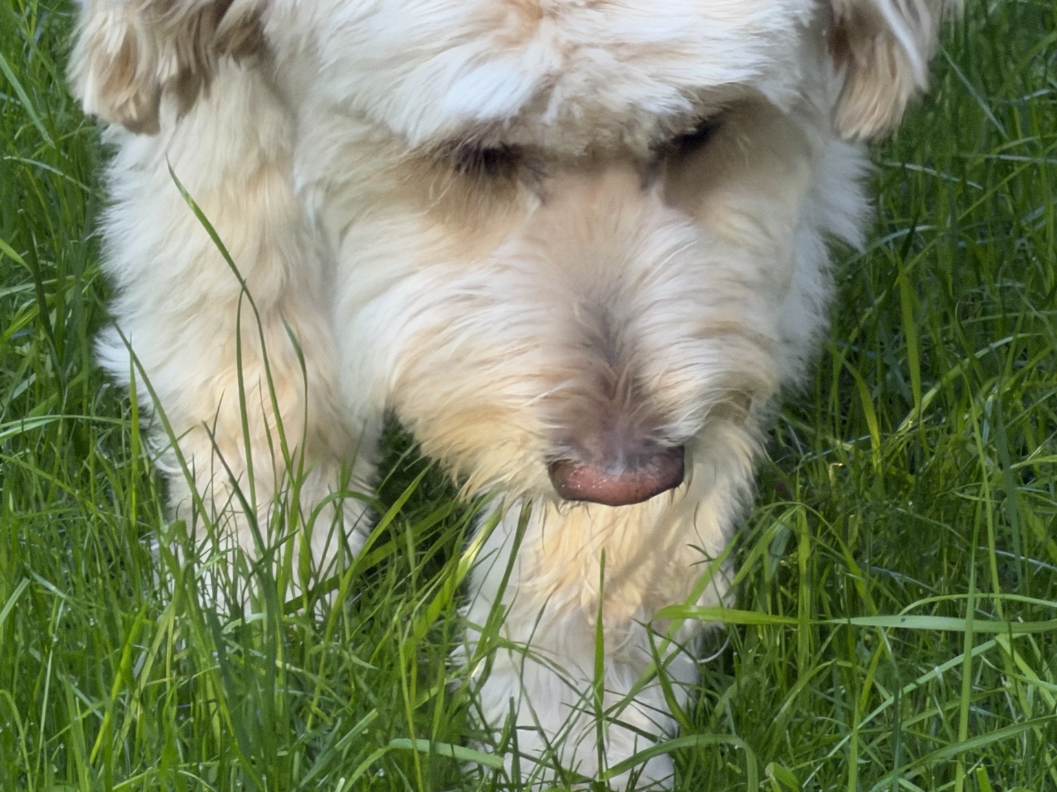 Hairold sniffing the grass