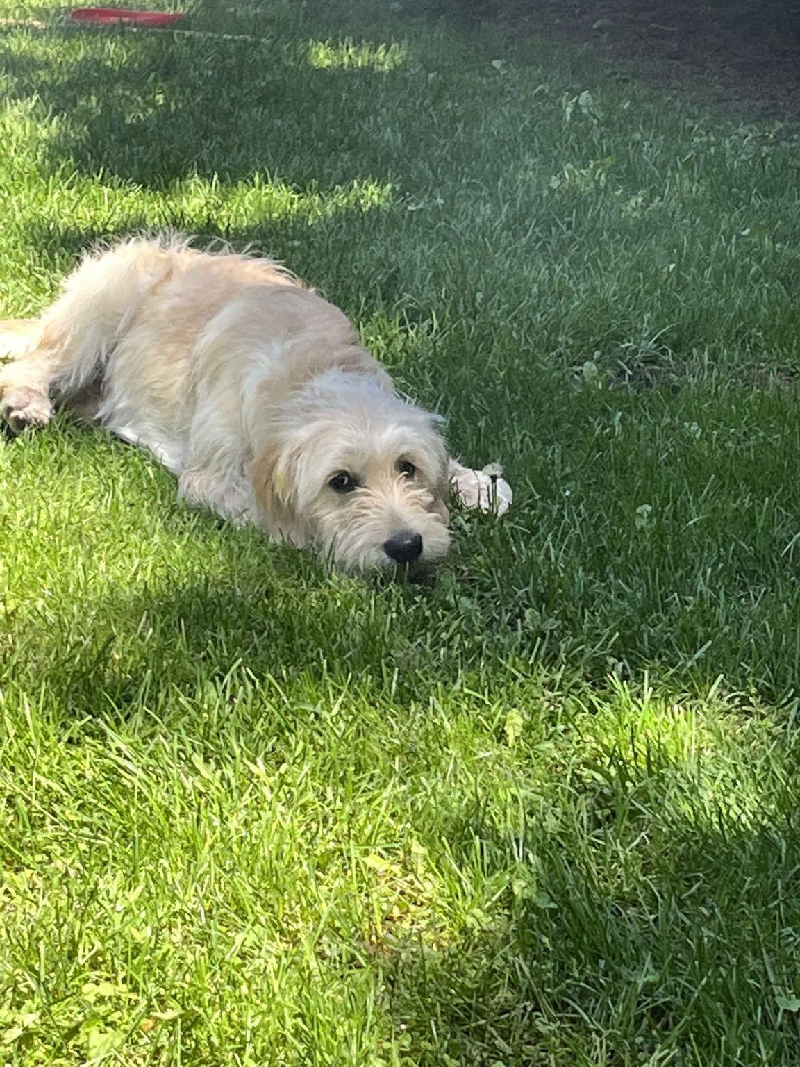 Hairold resting in the grass