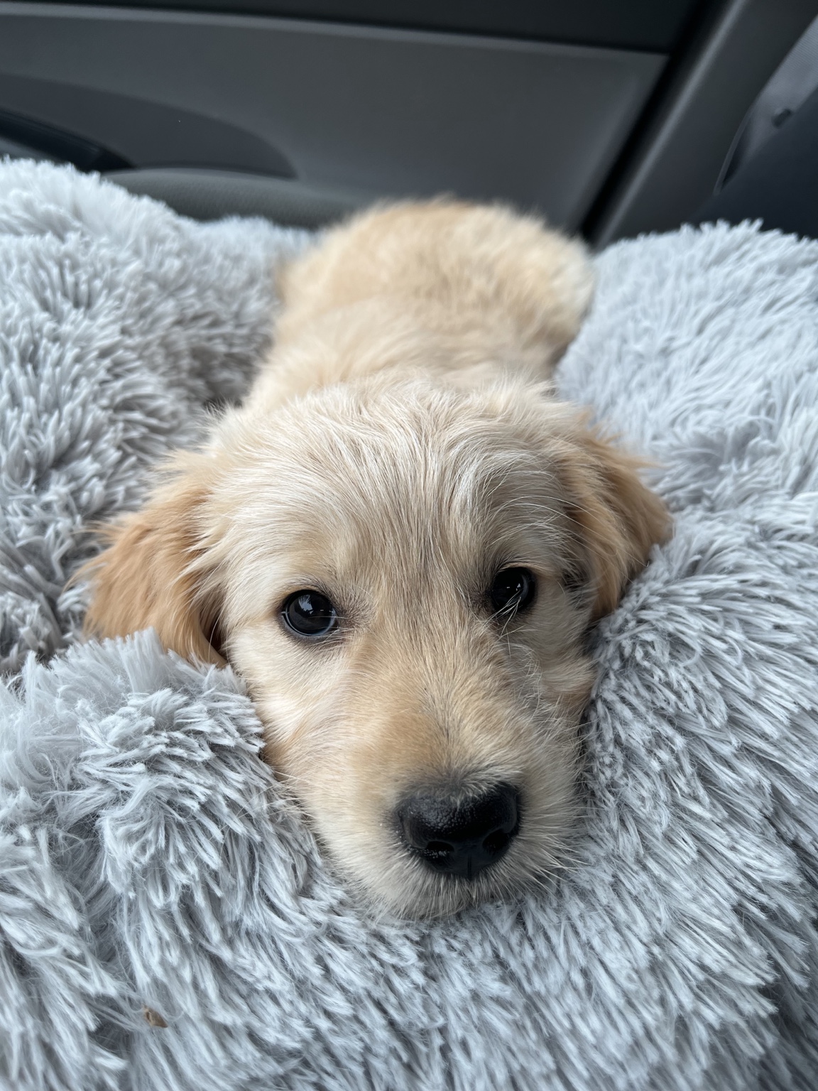 Puppy Hairold nestled in a soft grey blanket