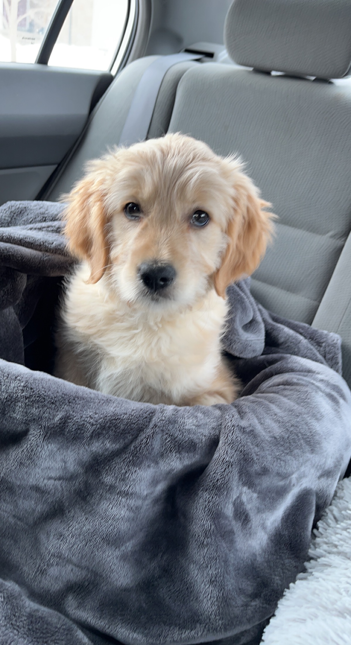 Hairold as a puppy sitting on a grey blanket in a car