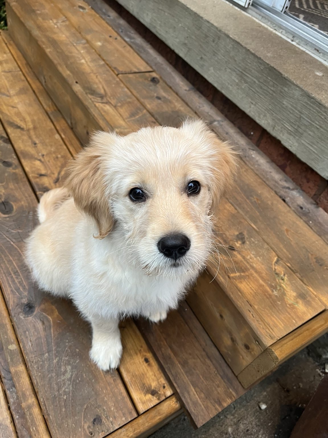 Hairold as a puppy looking up from a wooden floor