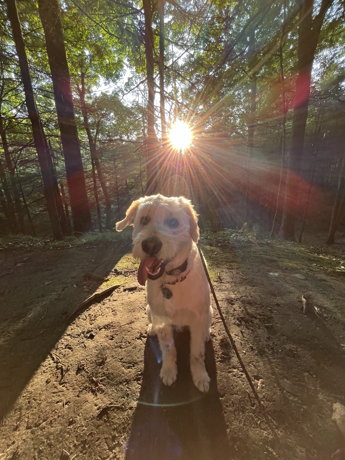 Hairold on a sunlit woodland walk