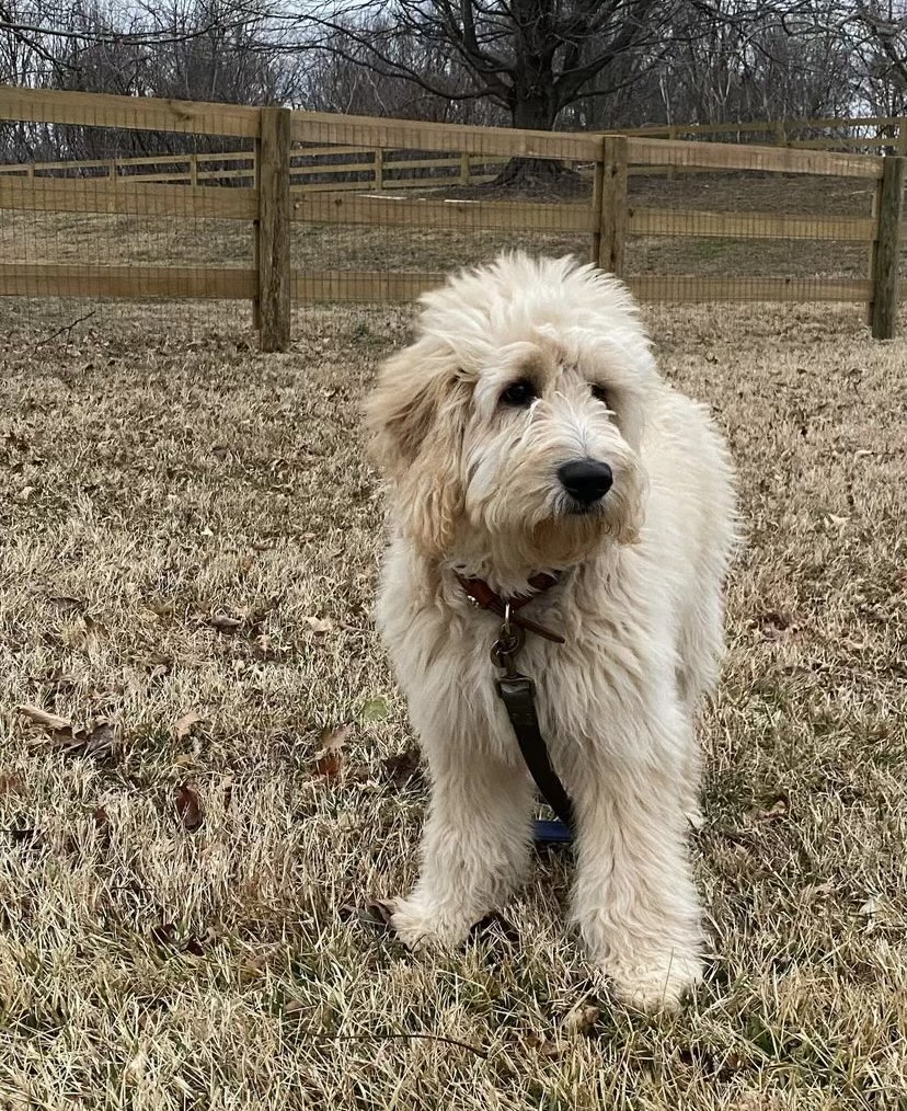 Young Hairold standing outside near a fence